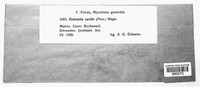 Anthracoidea caricis image
